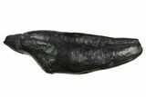 Fossil Sperm Whale (Scaldicetus) Tooth #130182-1